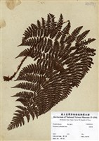 藏品(柄囊蕨)的圖片